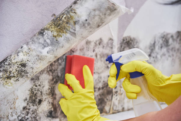 Best Asbestos and Lead Testing During Mold Inspection  in Crown Pot, IN